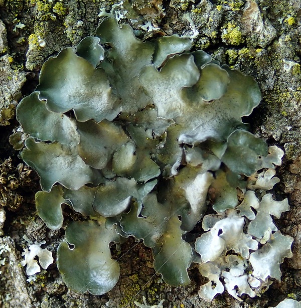 Altro Lichene delle Prealpi Trevigiane